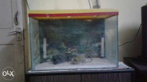 24x12x15 inches 4 mm thick aquarium is ready for
