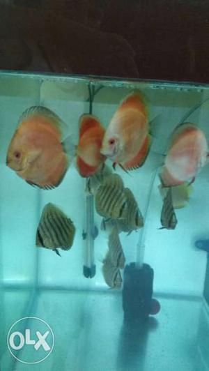 25no 2 to 3.5 is Discus mix lot for sale