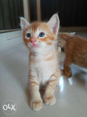 3 Orange Tabby Kittens