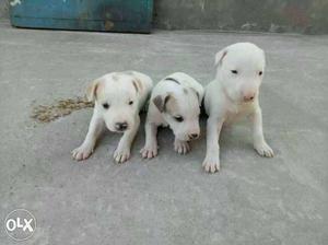 3 Pakistani White Short Coated Puppies