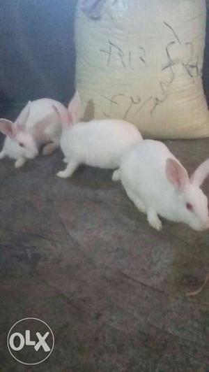 3 White Rabbits