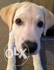 3 months femail lab urgent for sell