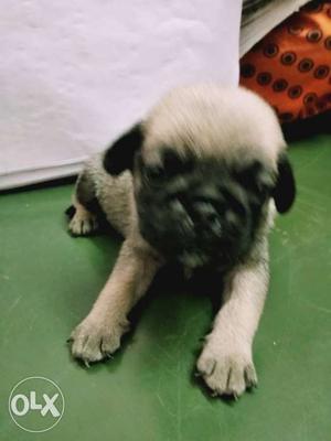 30 days cute female Pug Puppy for sale. Brokers,
