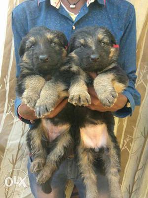 30 days old German Shepherd Male Female available