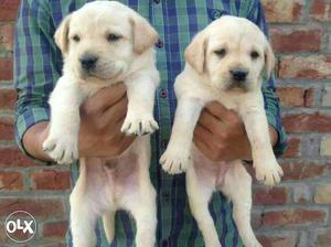 35 days old good quality labrador puppy for sale.