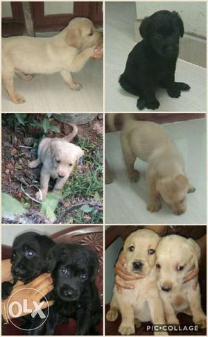 3months old,Labrador,2 males(fawn colour),