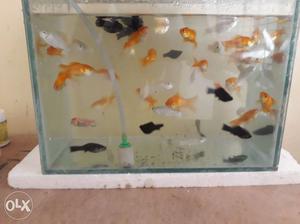 4 Fish tanks for sell ,