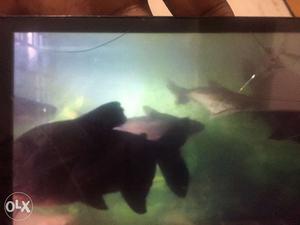 4 feet aquarium with big fishes and sharks