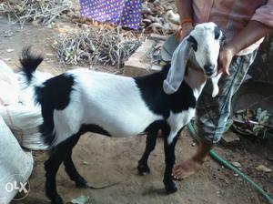 4 goats 3 kids