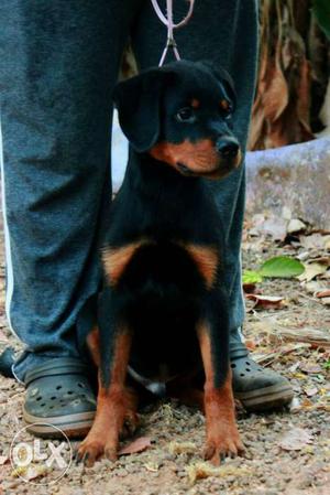 4 months old Rottweiler male pup from Import