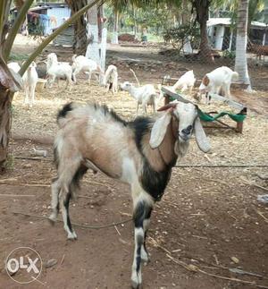 4 year old Jamunapari Male goat