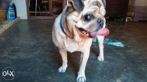 4 year old pug female 3 times littered dog for