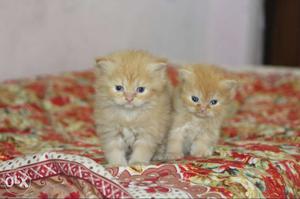 40 day old beautiful persian female kitten for