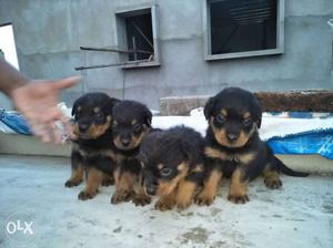 40 days Rottweiler puppies for sale.