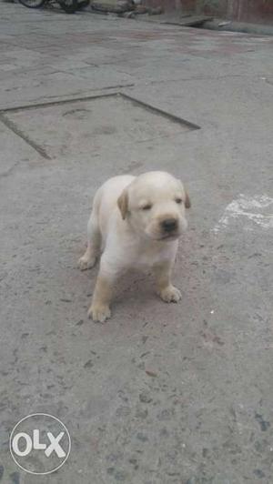 40 days female Available puppy price 2 female Available
