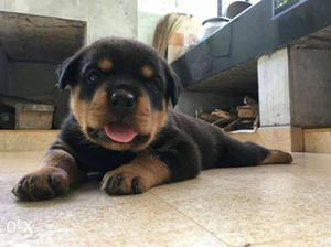 44 days old Female Rottweiler.kci certificate