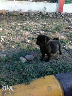 45 day old male pug puppy for sale