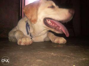 5 month old female labrador puppy available.