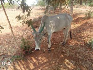 5 month pragnent, pall sarntha cow, 3ed