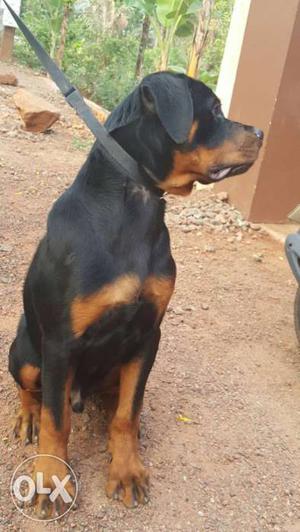 5 months old heavy rottweiler male for sale.