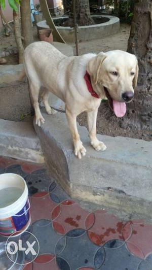 8 month old male brown and white Labrador Retriever dog