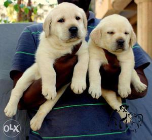 A-Grade Labrador Puppies Heavy Bone Show Line