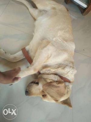 A cute dog Labrador retriever female 1month