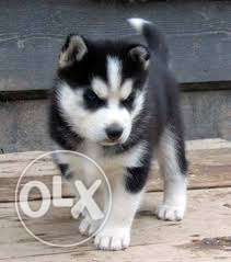 Active Kennel-Super quality heavy bone Husky puppies.in