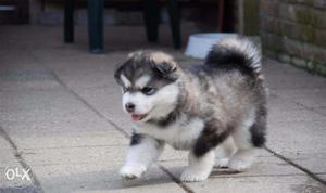 Active kennel + Super Gud Male show quality Husky puppy in