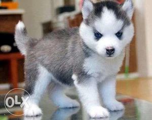 Active kennel in husky puppies super Good quality puppy in