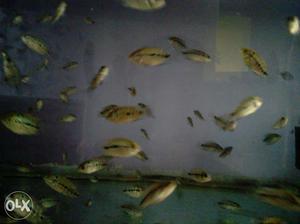 Albino and Red Dragon flowerhorn fish available
