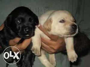 All breed puppies available life time breed gaurentee