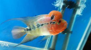 All top quality imported flowerhorn fish for sale.