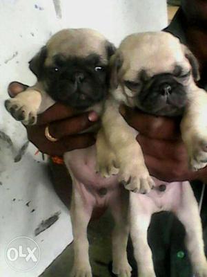 All type puppies for available for sell high