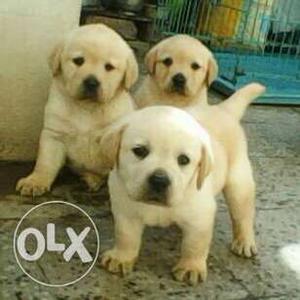 Allahabad Supply: We provide all breeds puppies