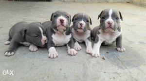 American Bully female blue color pup Mr bane