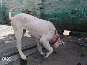 American pitbull or 4 month dalmation dog for