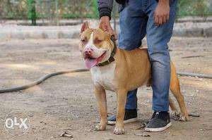 Amstaff, Active dog, heavy bones only for