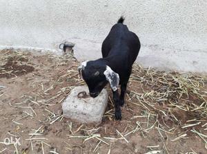 Angoora breed goat