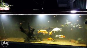 Aquarium fishes