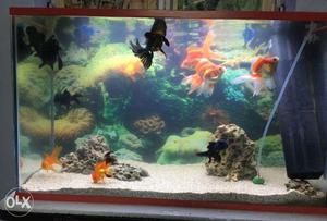 Aquarium for fish