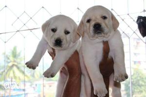 Awesome Quality Lab Puppies