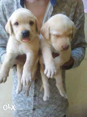 BHILAI:-- Labrador" Doberman" All Puppeis