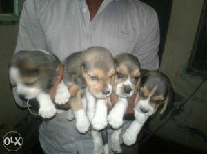 Beagal Puppy For Sale