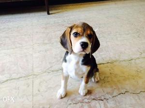 Beagle. 5 months old female puppy. completely