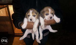 Beagle nice puppies in Jaipur call Mr. Dog