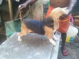 Beagle proven female. last litter6 puppies