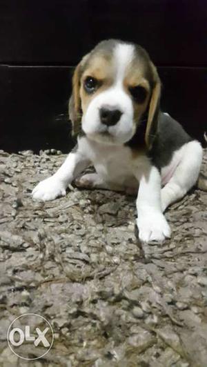 Beagle pup 2.5 months old. Male, pure breed,