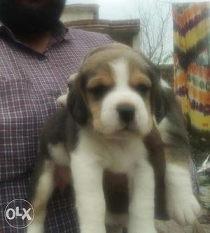 Beagle puppies in jaipur call Mr. dog pet shop