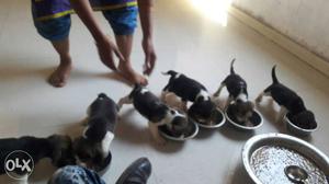Beagle puppy available in vadodra come see and